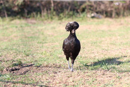 Black Dutch Crested hen with a black-and-white crest.