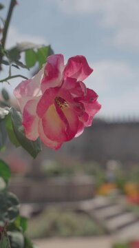 Close-Up of a Rose Flower in a Garden Setting