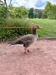 A goose stands on a path in a park with greenery and trees © MihaiGr