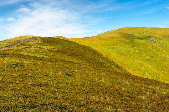 blueberries meadow in mountain landscape of ukraine. lush grass of the borzhava ridge. beautiful view of carpathian scenery
