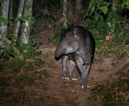 Tapir o anta