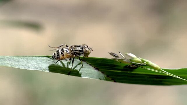 fly on leaf (Sinek)