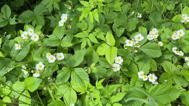 Vibrant wild strawberry blossoms and lush green foliage opening on a sunny meadow during spring season