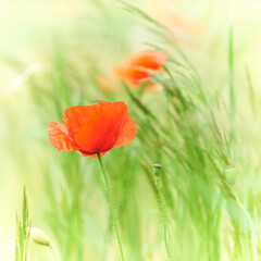 Fototapeta premium Nature background with spring flowers. Selective and soft focus. Close up.
