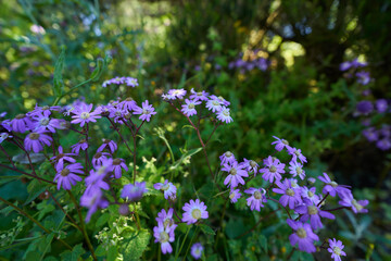 Obraz premium Purple cineraria flowers in forest, Tenerife