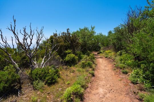 Dirt trail through mountain scrub, Tenerife