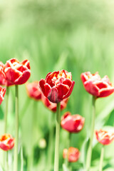 Obraz premium Nature background with spring flowers. Selective and soft focus. Close up.
