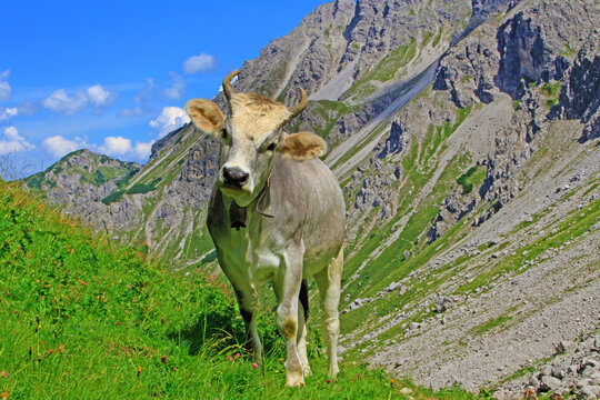 Kuh - Allg&auml;u - Alpen - Braunvieh - Fellhorn - Oberstdorf