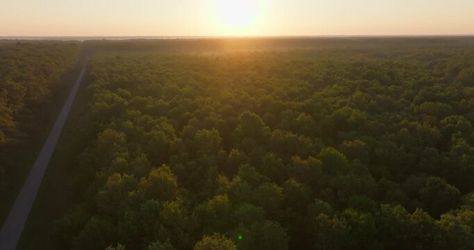 Aerial View of Pedunculate Oak Forest at Sunrise, Croatia
