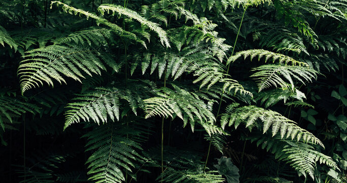 Close-up of tropical ferns with intricate leaf patterns
