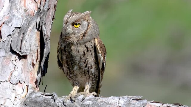 Scops owl portrait