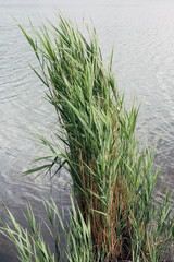 Obraz premium Reeds grow densely by tranquil water edge