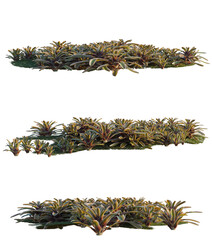 Fototapeta premium Neoregelia carolinae tree shrub, plant bush, cutout, isolate transparent background, Detailed 3D Rendered Bromeliad Plant Grouping for Landscape Design and Nature Backgrounds