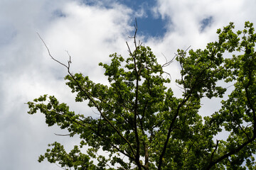 Fototapeta premium Looking up through vibrant green foliage toward a bright, partly cloudy sky