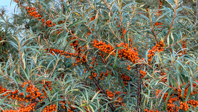 Sea buckthorn berries ripening on branches in autumn