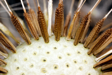 Close-up of dried dandelion seed head with achenes and pappi, macro view of Taraxacum officinale © AlMacro