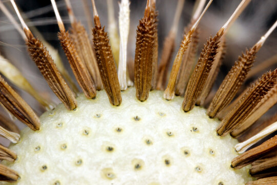 Close-up of dried dandelion seed head with achenes and pappi, macro view of Taraxacum officinale