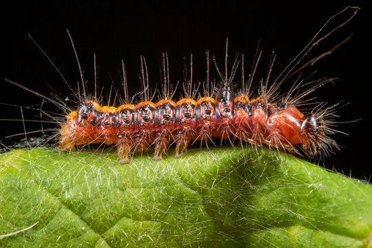 Macro of Acronicta tridens caterpillar on green leaf, close-up of spiny red-black larva for science and design