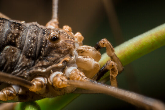 Close-up of Phalangium opilio harvestman on green stem, detailed macro of daddy longlegs arachnid