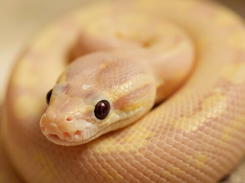 Close-up of rare albino ball python snake coiled on neutral background for pet or reptile study