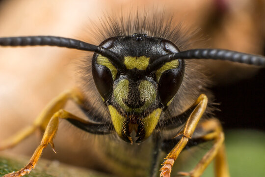 Intense close-up of yellow and black wasp head with fine hairs, macro of Vespula vulgaris for science and design