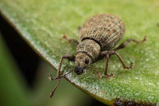 Mottled brown Curculio weevil on glossy green leaf, macro of snout beetle for science and design