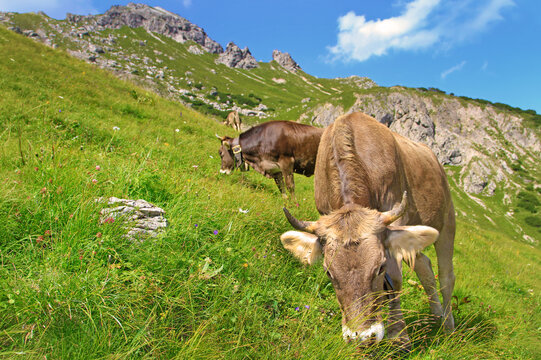 K&uuml;he - Allg&auml;u - Alpen - Berge - Braunvieh - Oberstdorf - Sommer