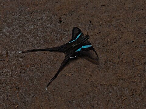 Green dragontail butterfly (Lamproptera meges) mud-puddling on damp ground in nature
