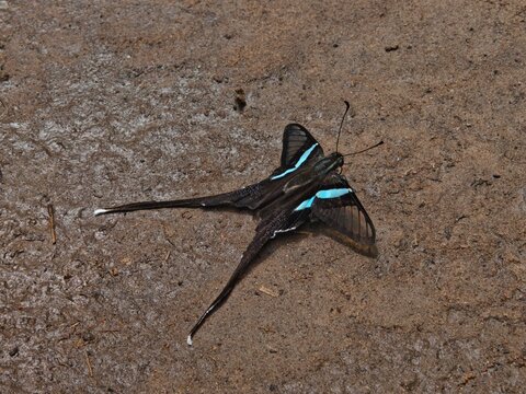 Green dragontail butterfly (Lamproptera meges) mud-puddling on damp ground in nature
