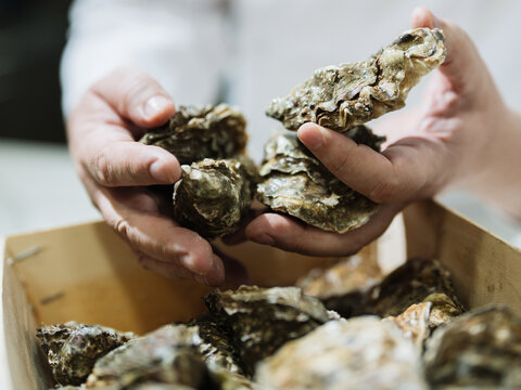 Hands picking fresh raw oysters from wooden crate