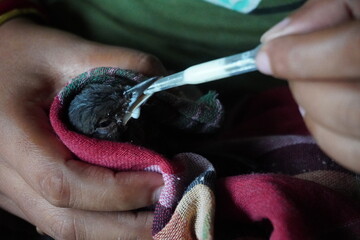 Person Feeding Baby Bird with Dropper © Sumita