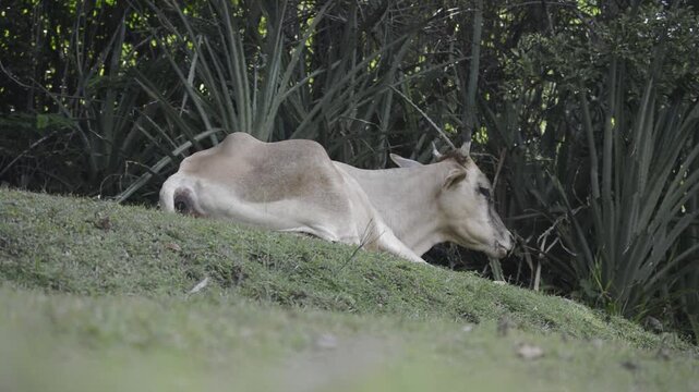 Cow Resting and Grazing in a Green Meadow