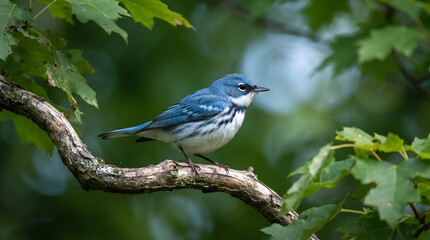 Obraz premium blue tit perched on a branch
