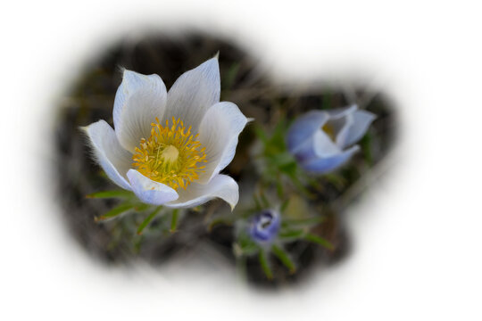 Close-up of pale violet colored crocus surrounded by blurry foliage and fading to transparent
