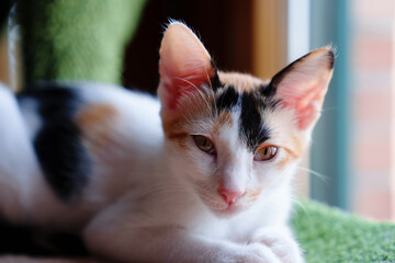 Adorable domestic tricolor baby cat taking a nap on a soft green shelf  © Pavel Iarunichev