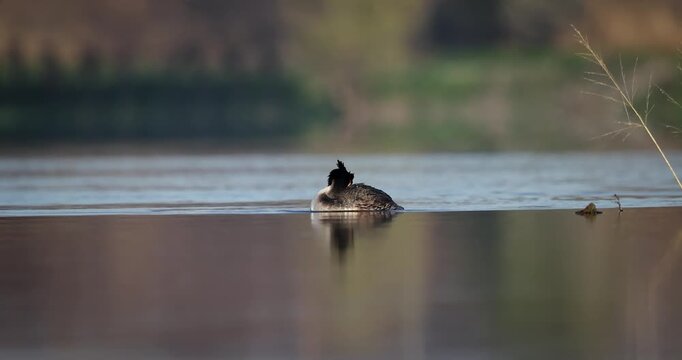 Great crested grebe