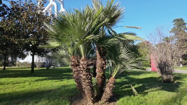 Group of washingtonia palm trees with fan shaped fronds stand in green park setting.