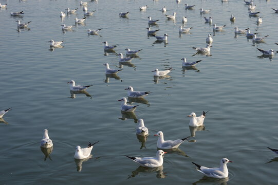 Large white headed gulls a sea bird, in a small creek from Okha port in Dwarka gujrat india.