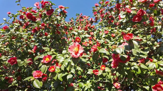 Dense camellia bush covered in bright pink and red blooms under clear blue sky.