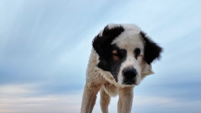 A shaggy stray dog sniffs the concrete pier with calm blue sea in background.
