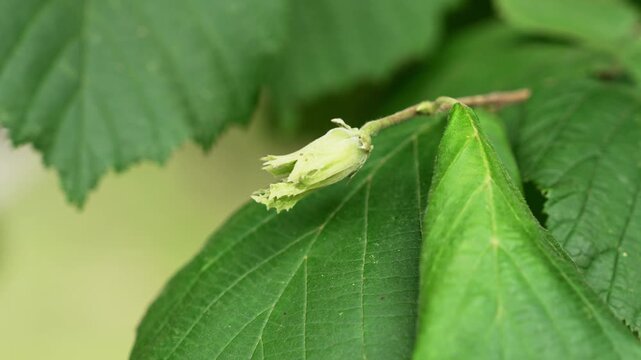Close-up of common hazel or Corylus avellana with developing green hazelnut beneath foliage in forest