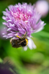 Fuzzy bumblebee collecting nectar and pollen © Sofia Alves