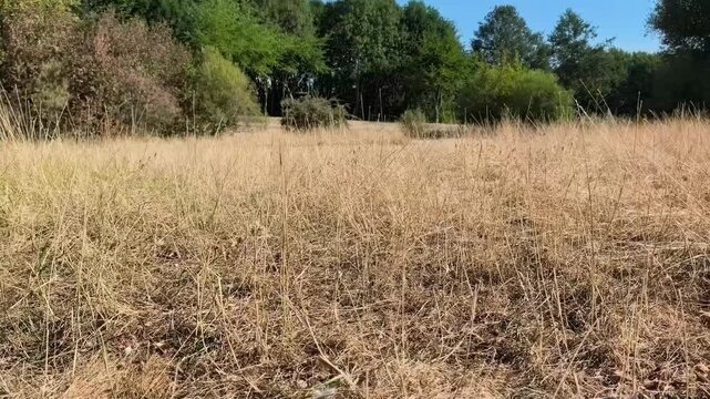 Dry cracked grass field withered under summer heatwave drought