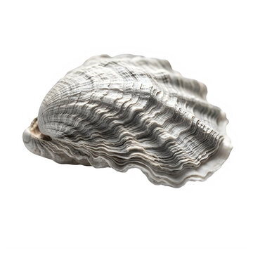 Natural grey oyster shell isolated on a plain white background