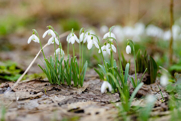 Fototapeta premium White snowdrops bloom in a sunlit garden among fresh green leaves in spring. Delicate seasonal flowers symbolize awakening of nature, renewal and arrival of spring.
