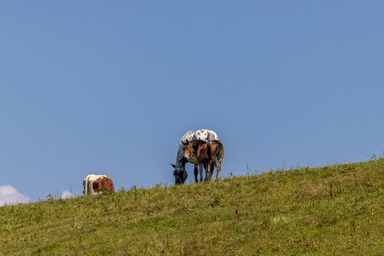 &Ouml;sterreich Pferd