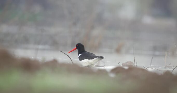 Eurasian Oystercatcher 