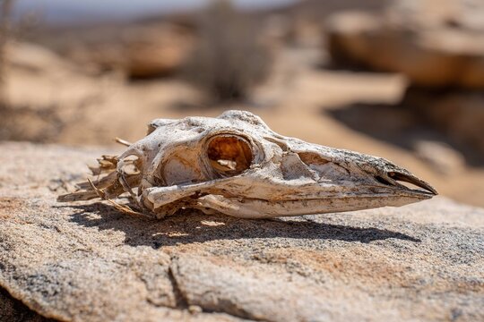 dried lizard skull on desert rock