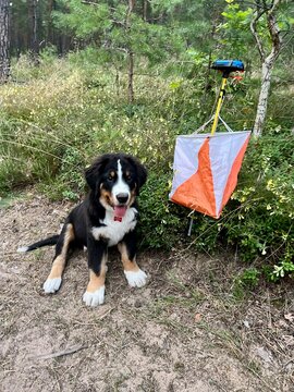 Portrait of a Swiss Bernese Mountain Dog puppy at an orienteering checkpoint in the forest.