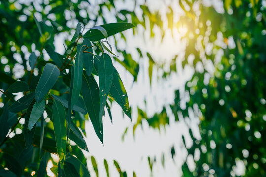 Eucalyptus leaves. branch eucalyptus tree nature background